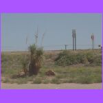 Yucca Plant.jpg